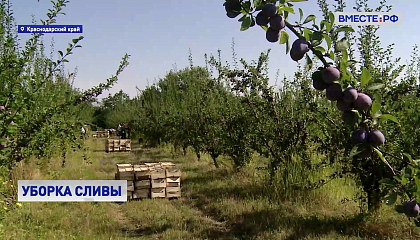 На Кубани собирают урожай сливы