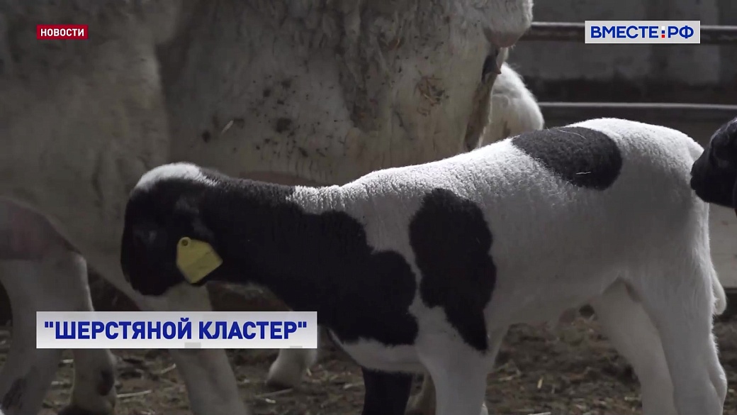 Local video