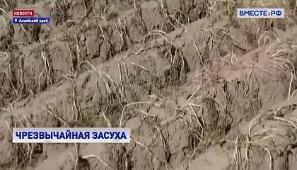 В Алтайском крае власти ввели режим ЧС из-за засухи