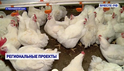 На Кубани идет автоматизация птицеводческих ферм