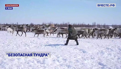 На Ямале будут отслеживать миграцию оленей