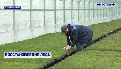 Лесовосстановление в Иркутской области: 35 миллионов саженцев в год