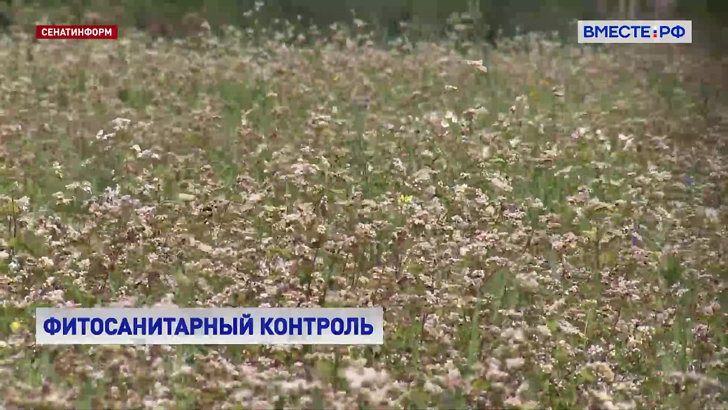 Local video