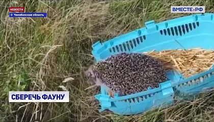 Челябинские волонтеры помогли похудеть ежихе