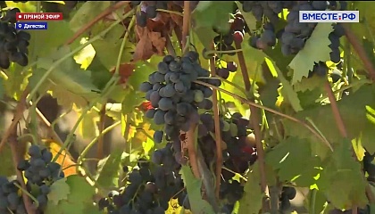 РЕПОРТАЖ: Виноделы Дагестана