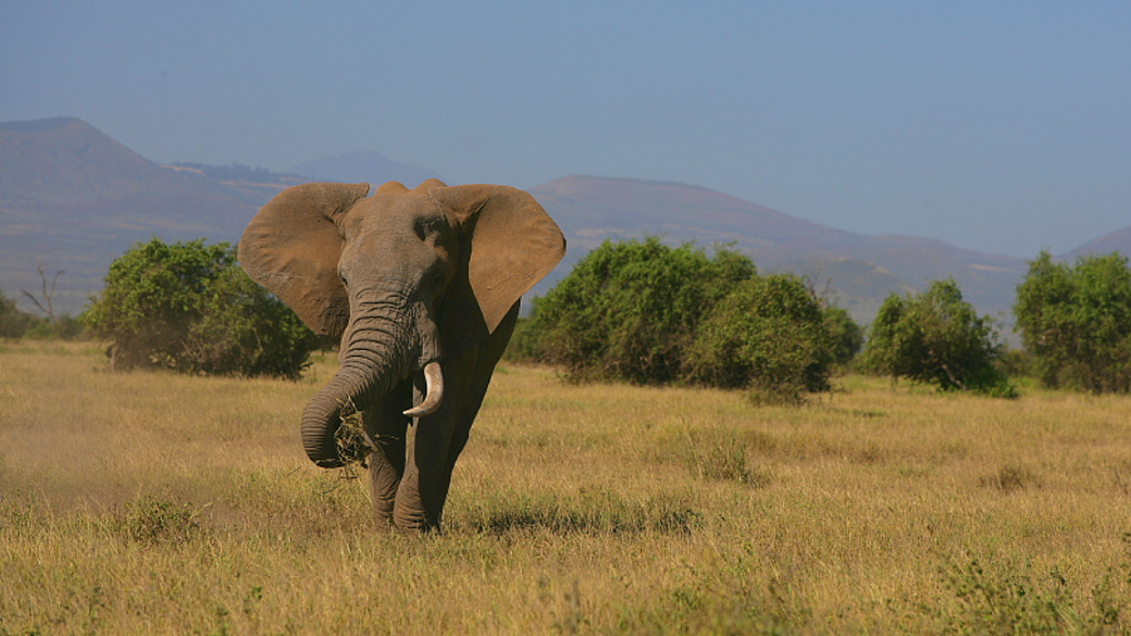 Фото: Nikolay Ivaschenko/Russian Look