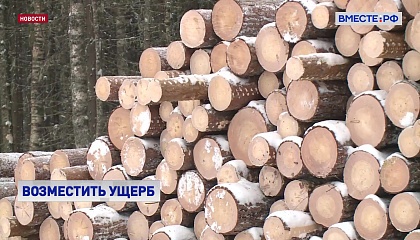 В СФ обсудили, как оценивать ущерб, нанесенный природе лесозаготовками