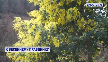 В Абхазии и Сочи собирают мимозу