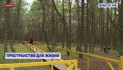 Правила благоустройства дорожек в лесах закрепят законодательно