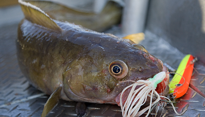 Россия нарастила производство осетровых — рынок защищён от дефицита
