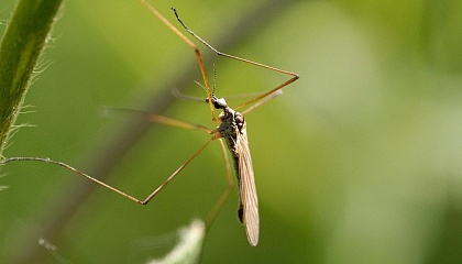 Комары разносят опасный паразит: случаи заражения участились
