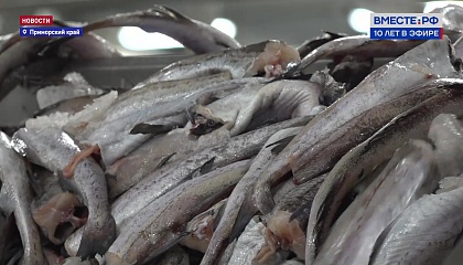 РЕПОРТАЖ: Работа рыбозавода и фермы в Приморье
