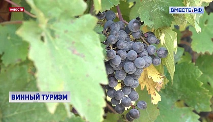 Сенаторы одобрили закон о строительстве туристических объектов в винодельческих хозяйствах