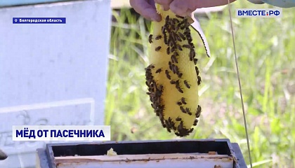 От двух ульев до 300: история успеха одного пчеловода
