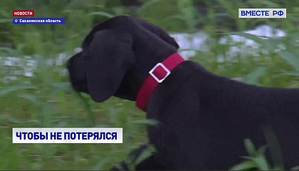 В Сахалинской области проходит чипирование домашних животных