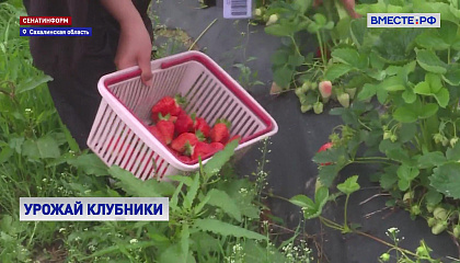 На Сахалине стартовал сбор клубники