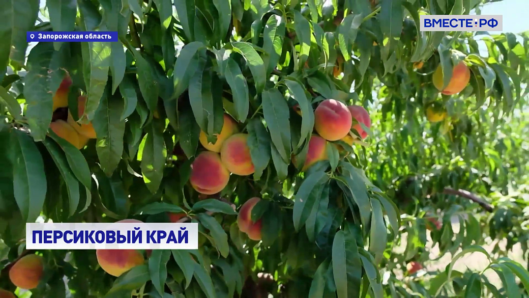 Local video