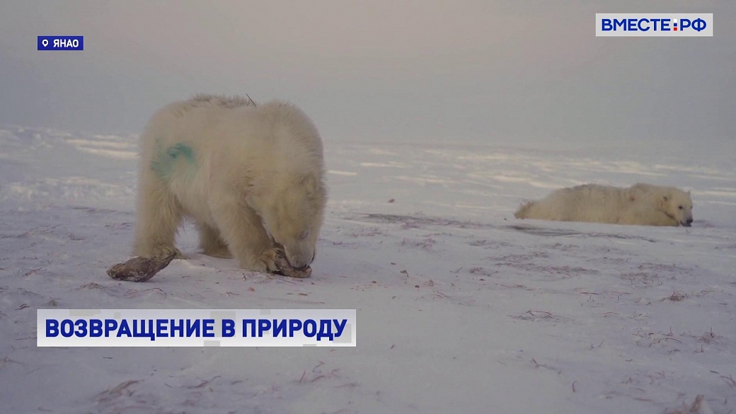 Медведь задрал вахтовиков в якутии. Медведи на Ямале. Белые медведи живут. Белый медведь ЯНАО. Белые медведи в вахтовом поселке.