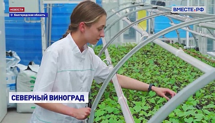 РЕПОРТАЖ: Виноград средней полосы