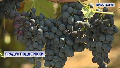 В России утвердили программу поддержки отечественного виноделия