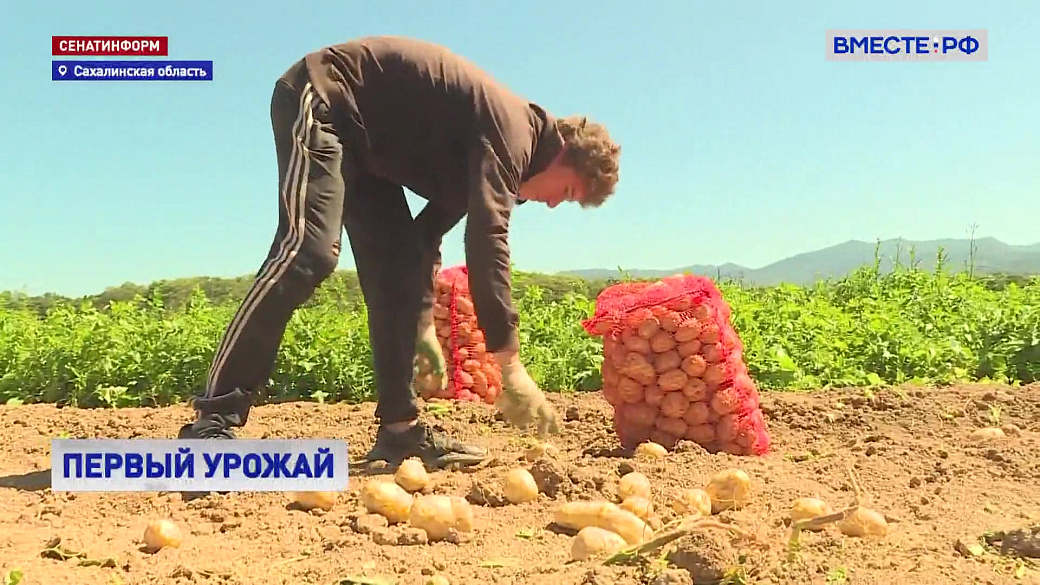 На Сахалине собрали более 400 тонн ранних овощей и картофеля в рамках «малой уборочной» кампании