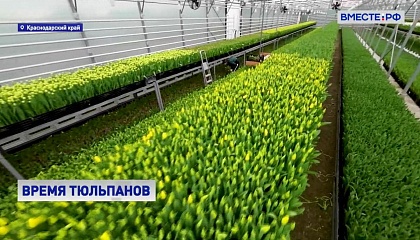 Стойкие и красивые: на цветочных фермах Кубани начали выращивать тюльпаны