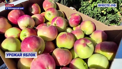На Кубани завершается уборка ранних сортов яблок