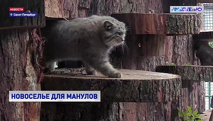 Манулы из Ленинградского зоопарка получили к Новому году «новые квартиры»