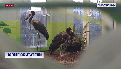 В Московском зоопарке появились самые большие в мире аисты