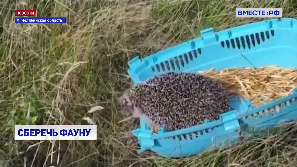 Local video