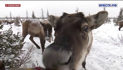 На севере Ямала пытаются спасти оленей, которые умирают от истощения