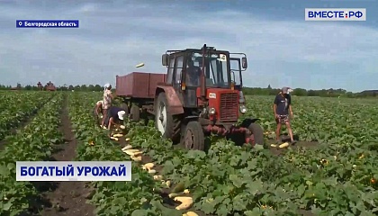 РЕПОРТАЖ: Сбор кабачков в Белгородской области