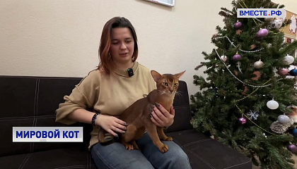 Российский кот покорил мир: абиссинец Далмор Блэк — самый красивый кот планеты