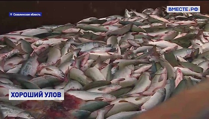 РЕПОРТАЖ: На Сахалине в разгаре сезон рыбной ловли 