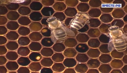 Приморские ученые борются с вредителем пчел