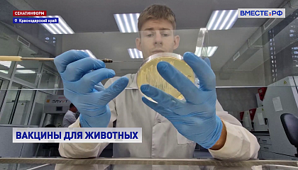 Кубанские ученые разработали вакцину для коров и свиней, снижающую смертность животных в два раза