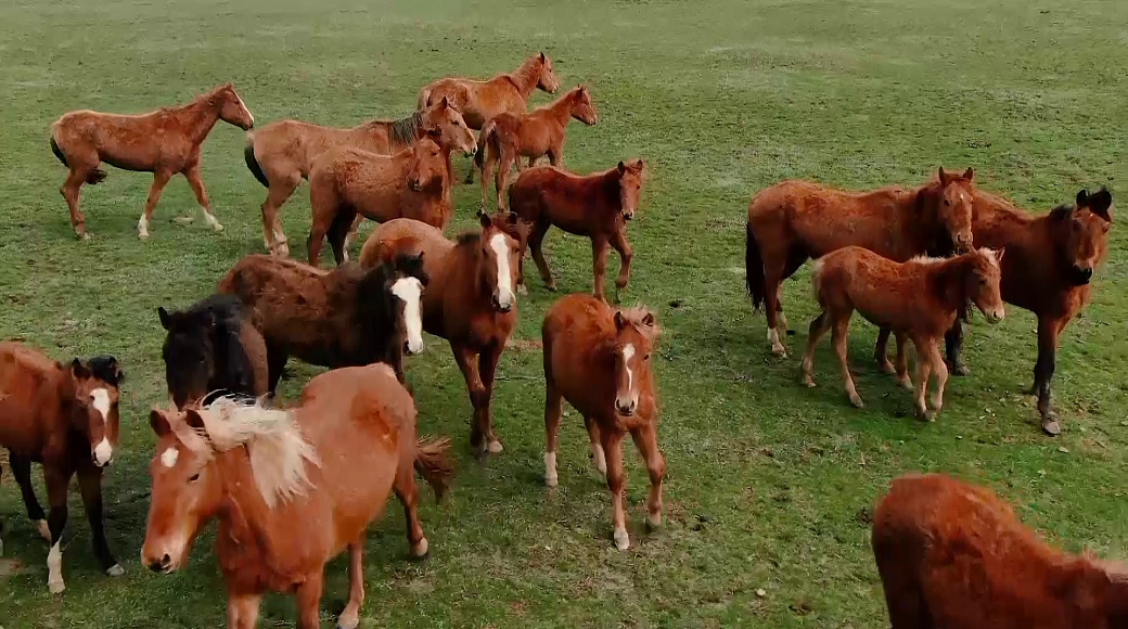 Local video