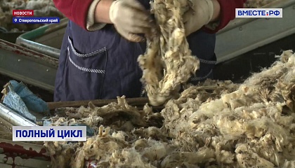 Полный цикл производства и переработки шерсти запустят в Ставропольском крае