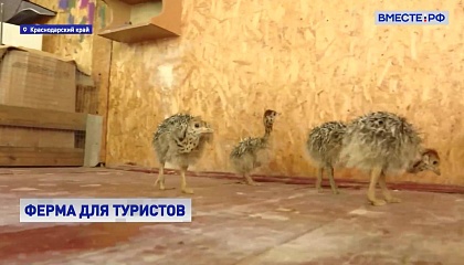 РЕПОРТАЖ: На туристической ферме под Анапой вылупились птенцы страуса