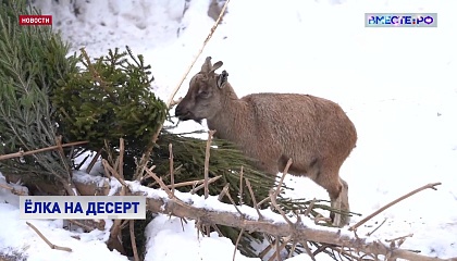 Московский зоопарк по традиции собирает елки для зверей
