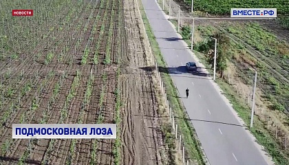 Московская область со следующего года войдет в список винодельческих регионов России