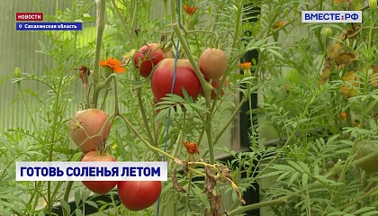 Сахалинские дачники собрали рекордные урожаи