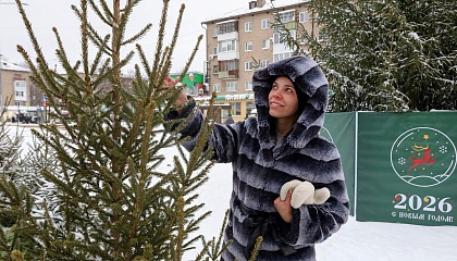 Живая ёлка в Москве подорожала: сколько стоит новогоднее дерево