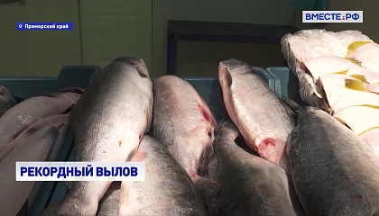 В этом году приморские рыбаки выловили рекордные объемы горбуши