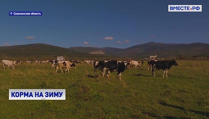 На Сахалине аграрии завершают заготовку кормов