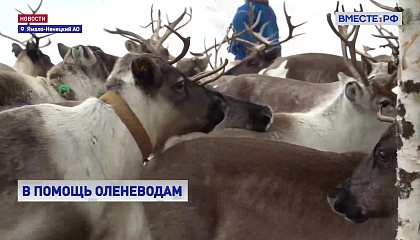 РЕПОРТАЖ: Вакцинация оленей в Ямало-Ненецком АО