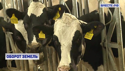 В России развивается животноводческий рынок и растет экспорт этой продукции