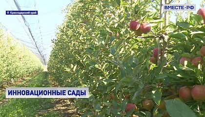 РЕПОРТАЖ: Яблочные инновации на Кубани