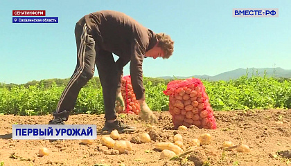 На Сахалине собрали более 400 тонн ранних овощей и картофеля в рамках «малой уборочной» кампании