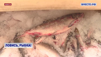 Мурманские депутаты предлагают разрешить продавать рыбу без оформления ИП